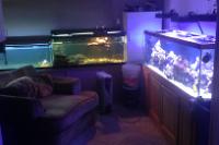 The Fish Room/Reef Tank, Turtles, and Holding tank for my Koi