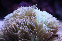 Torch Coral