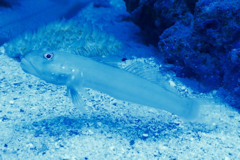 Goby Fish / Stigmatogobius sadanundio 62