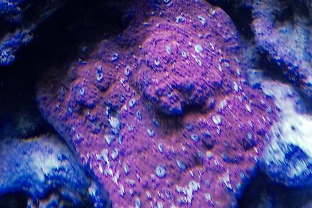 Chalice Coral Thumbnail