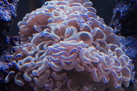 Hammer Anchor Coral Thumbnail