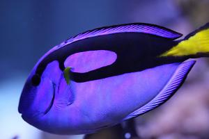 blue tang