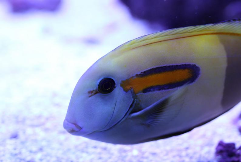 Orange Shoulder Tang