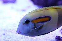 Orange Shoulder Tang