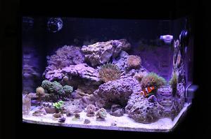 Biocube 29g Thumbnail