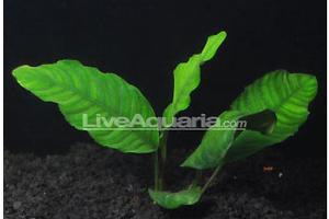 Anubias Coffeefolia Thumbnail