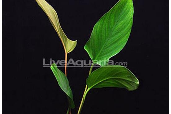 Anubias Hastifolia