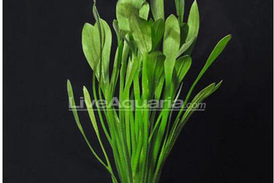 Dwarf sagittaria