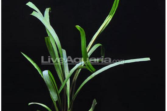 Cryptocoryne spiralis / Cryptocoryne spiralis 20