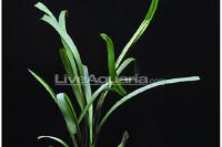 Cryptocoryne spiralis red Thumbnail