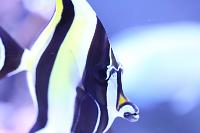 Moorish Idol