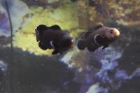 Midnight Ocellaris Clownfish Thumbnail