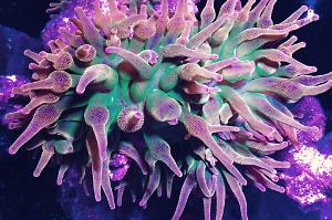 Bulb Anemone Thumbnail