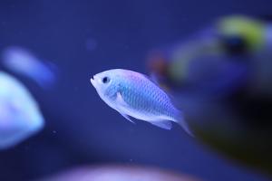 Chromis