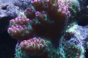 Hyacinthus Acropora Coral red planet Thumbnail