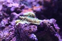 Brown with green polyp monti