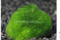 Moss Ball Thumbnail