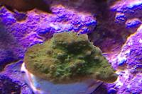 Chalice Coral Thumbnail