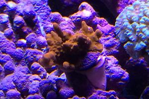 Montipora Setosa Thumbnail