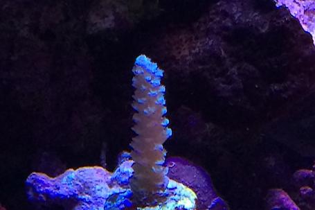 Acropora Anthocerdis Thumbnail