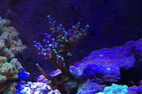 Acropora Coral Thumbnail