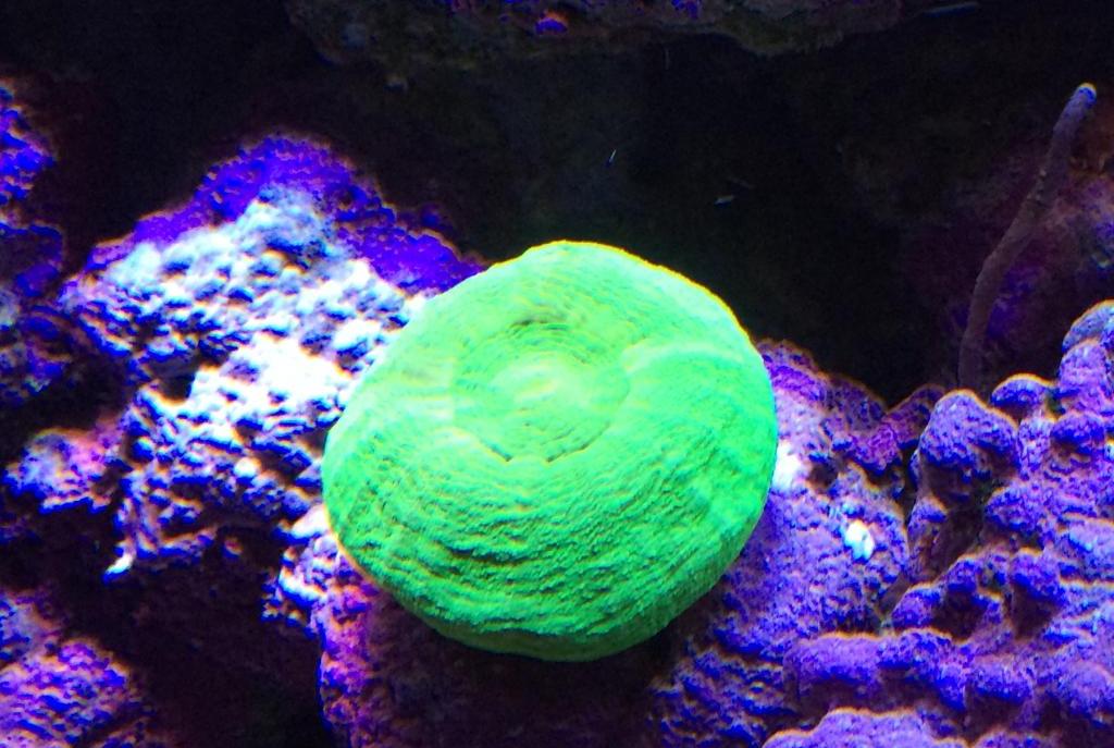 Button Coral, Scolymia