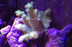 Neon Mumps Leather Coral Thumbnail