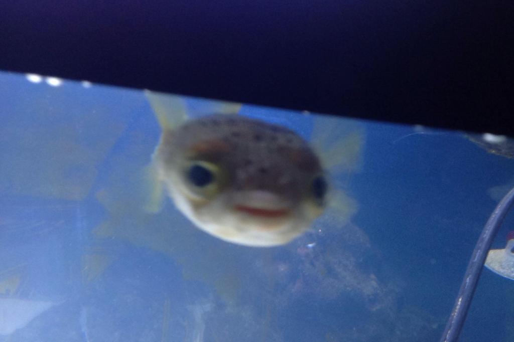 Porcupine Puffer / Diodon holocanthus 70