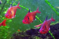 Serpae Tetra Thumbnail