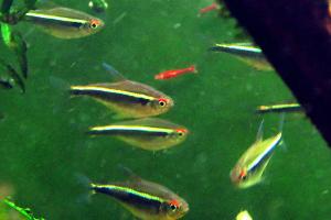 Black Neon Tetra Thumbnail