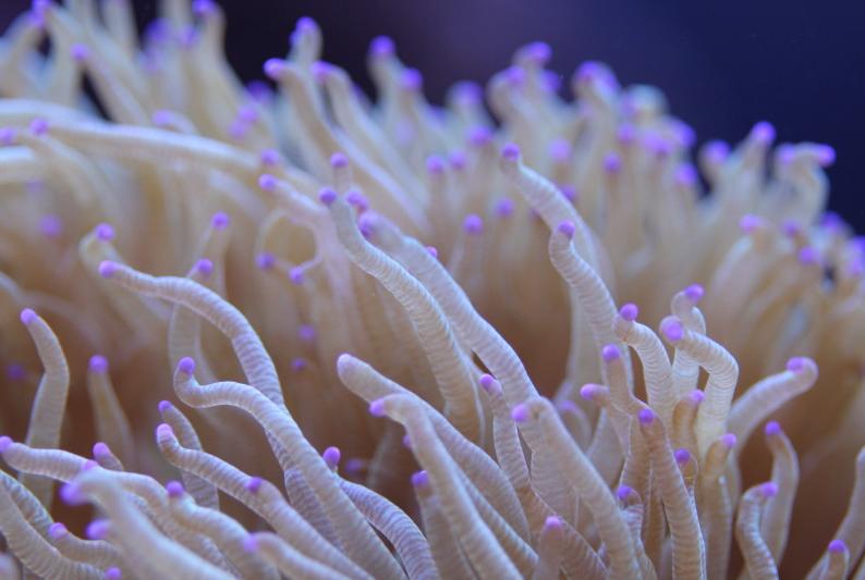 elegance coral