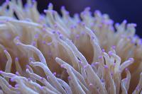 elegance coral