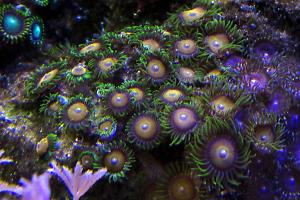 Yellow Brick Road Zoas Thumbnail