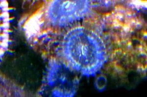 random paly Zoanthid Thumbnail