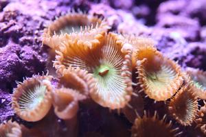 Zoas that appeared on the rock