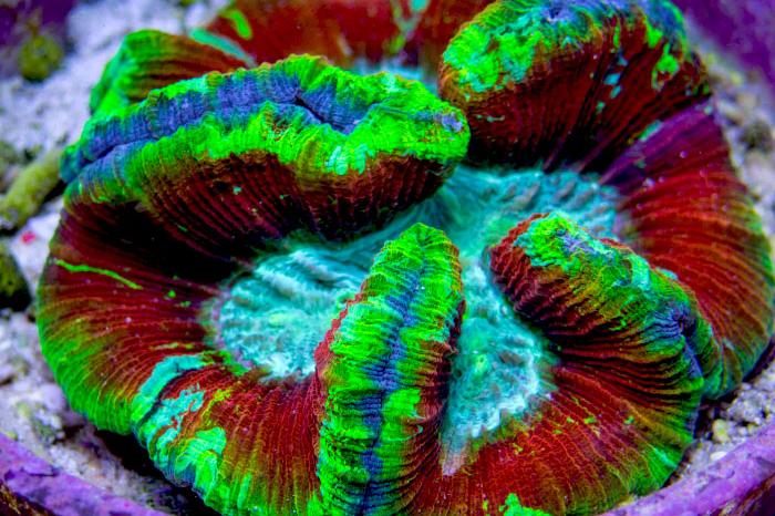 Trachyphyllia Brain Coral / Trachyphyllia geoffroyi 447