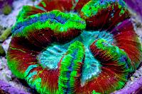 Brain Coral Trachyphyllia Thumbnail