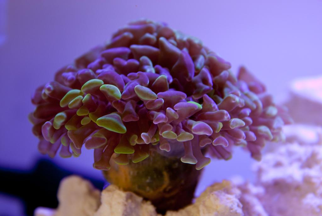 Hammer / Anchor Coral