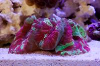 Brain Coral Trachyphyllia Thumbnail