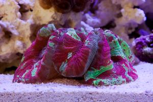 Brain Coral Trachyphyllia Thumbnail