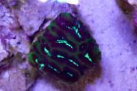 Brain Worm Platygyra Coral Thumbnail