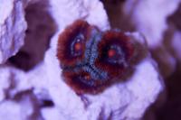 Micromussa Coral Thumbnail