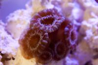 Lordhowensis Coral Thumbnail