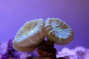 Candy Cane Coral Thumbnail