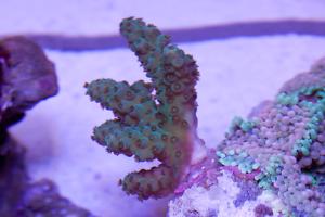 Frogskin Acropora Coral