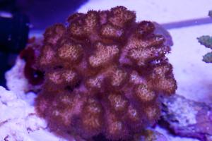 Pink Pocillopora Thumbnail