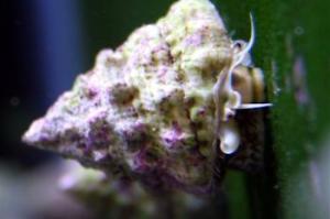 Astraea Conehead Snail Thumbnail