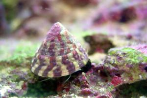 Banded Trochus Snail