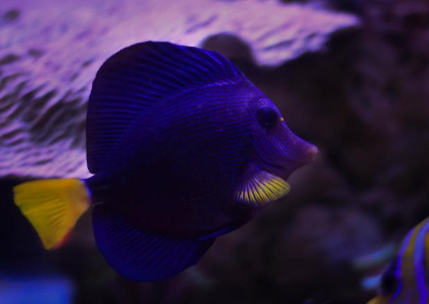 Purple Tang