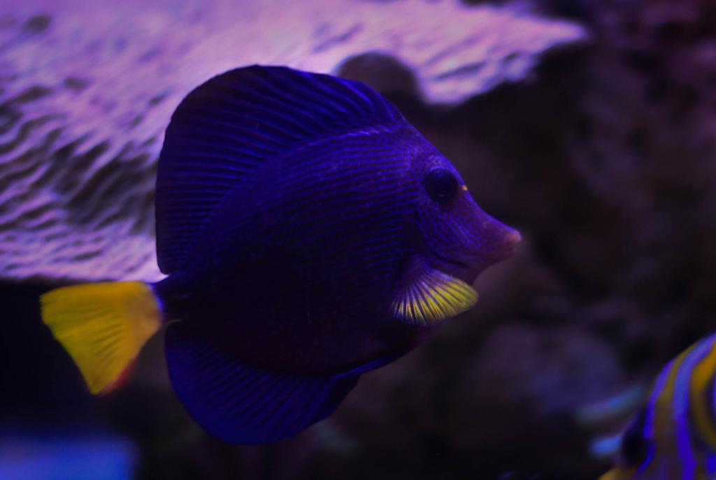 Purple Tang